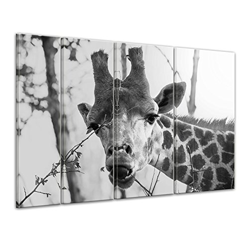 Keilrahmenbild Giraffe - schwarz weiß - 180x120 cm Bilder als Leinwanddruck Fotoleinwand Tierbild Afrika - Wildtier - Nahaufnahme Einer Giraffe in schwarzweiß