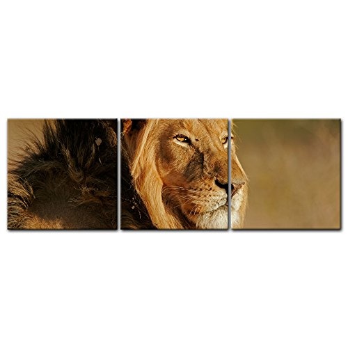 Wandbild - Afrikanischer Löwe - Bild auf Leinwand - 180x60 cm dreiteilig - Leinwandbilder - Tierwelten - Portrait eines Löwen