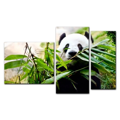 Wandbild - Pandabär - Bild auf Leinwand - 130x80 cm 3 teilig - Leinwandbilder - Bilder als Leinwanddruck - Tierwelten - Wildtiere - bedrohte Tiere - China