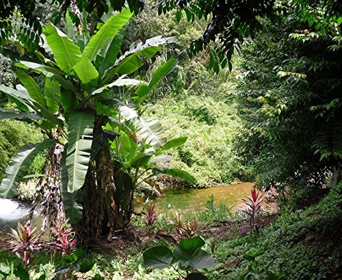 Bilderdepot24 Vlies Fototapete - Bananenbaum im Dschungel - 220x180 cm - mit Kleister - Poster - Foto auf Tapete - Wandbild - Wandtapete - Vliestapete