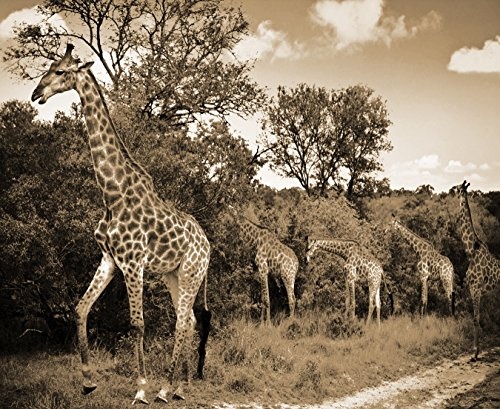 Bilderdepot24 Vlies Fototapete - Giraffen - Südafrika - sephia - Sepia - 80x65 cm - mit Kleister - Poster - Foto auf Tapete - Wandbild - Wandtapete - Vliestapete