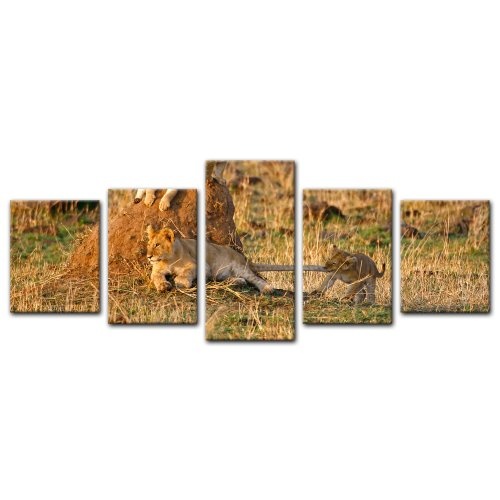 Wandbild - Löwenkinder - Bild auf Leinwand - 200x80 cm 5 teilig - Leinwandbilder - Bilder als Leinwanddruck - Tierwelten - Wildtiere - Afrika - Löwenjunge beim Spielen