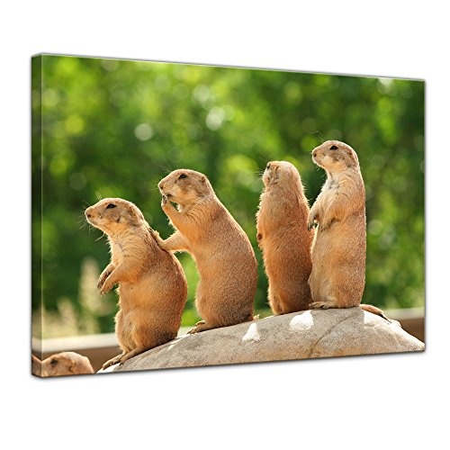 Keilrahmenbild Präriehunde auf Einem Felsen - 120x90 cm Bilder als Leinwanddruck Fotoleinwand Tierbild Nager - Natur eine Gruppe Präriehunde