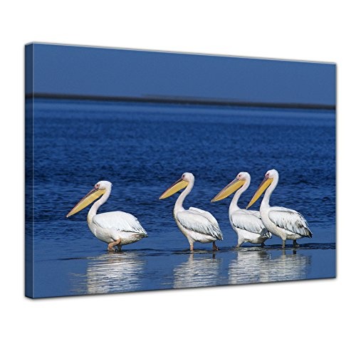 Keilrahmenbild Pelikane - 120x90 cm Bilder als Leinwanddruck Fotoleinwand Tierbild Vögel - Natur eine Gruppe Pelikane im Wasser