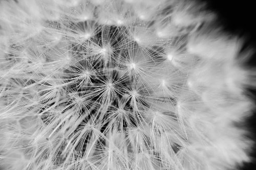 Fototapete selbstklebend Pusteblume - schwarz weiß 270x180 cm - Wandtapete - Poster - Dekoration - Wandbild - Wandposter - Bild - Wandbilder - Wanddeko