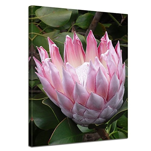 Wandbild - Lotusblüte III - Bild auf Leinwand 60 x 80 cm - Leinwandbilder - Bilder als Leinwanddruck - Pflanzen & Blumen - Natur - Blüte Einer Lotuspflanze