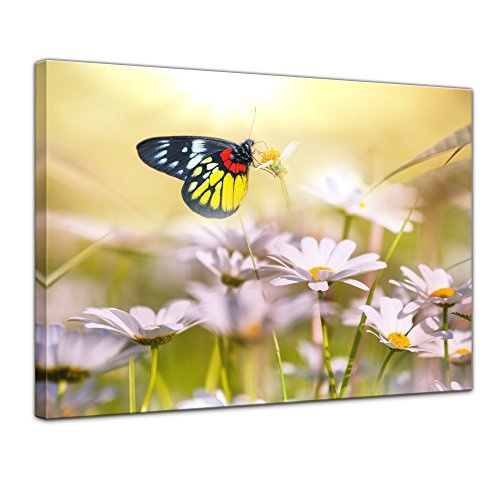 Wandbild Schmetterling auf Einer Blume - 80x60 cm Bilder...