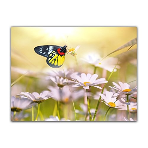 Wandbild Schmetterling auf Einer Blume - 80x60 cm Bilder...