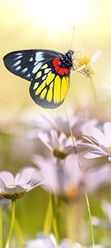 Bilderdepot24 Türtapete selbstklebend Schmetterling auf Einer Blume 90 x 200 cm - einteilig Türaufkleber Türfolie Türposter - Tier Falter Butterfly Insekt Natur Frühling