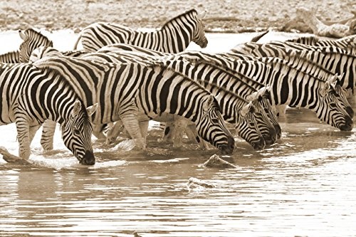 Bilderdepot24 Vlies Fototapete - Zebras an Einer Wasserstelle - sephia - Sepia - 150x100 cm - mit Kleister - Poster - Foto auf Tapete - Wandbild - Wandtapete - Vliestapete