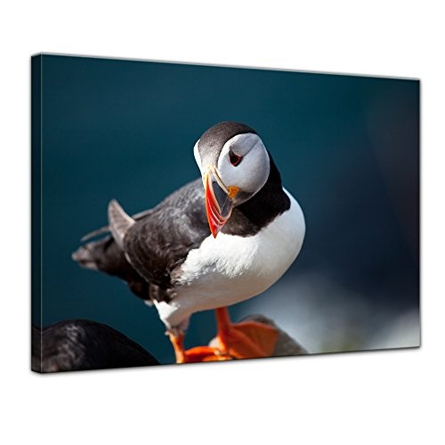 Wandbild Papageientaucher - 50x40 cm Bilder als Leinwanddruck Fotoleinwand Tierbild Vogel - Natur Nahaufnahme eines Papageientauchers