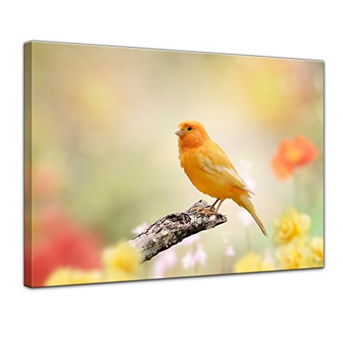 Wandbild gelber Kanarienvogel - 70x50 cm Bilder als Leinwanddruck Fotoleinwand Tierbild Vogel - gelber Kanarienvogel in der Natur
