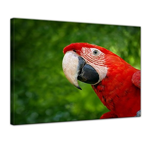 Wandbild Hellroter Ara - 60x50 cm Bilder als Leinwanddruck Fotoleinwand Tierbild Vogel - Natur Papagei vor grünem Hintergrund