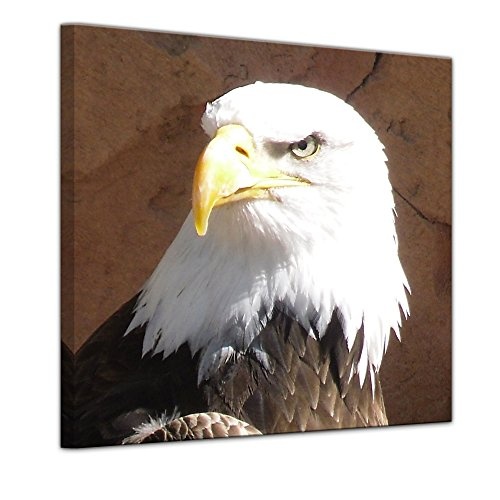 Wandbild - Adler - Bild auf Leinwand 40 x 40 cm -...