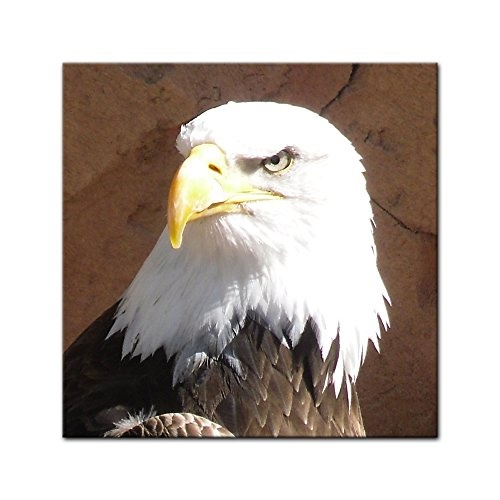 Wandbild - Adler - Bild auf Leinwand 40 x 40 cm - Leinwandbilder - Bilder als Leinwanddruck - Tierwelten - Natur - Vogel - Weisskopfadler