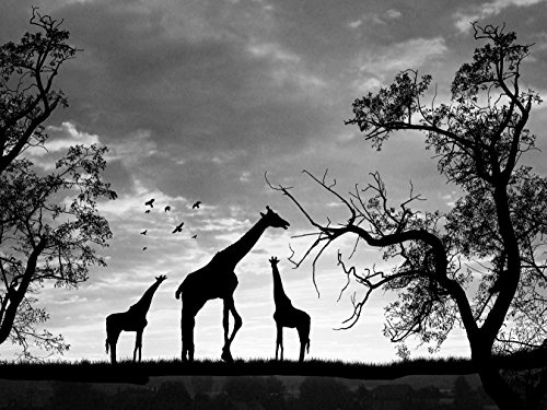 Bilderdepot24 Vlies Fototapete - Giraffen im Sonnenuntergang - schwarz Weiss - 130x100 cm - mit Kleister - Poster - Foto auf Tapete - Wandbild - Wandtapete - Vliestapete
