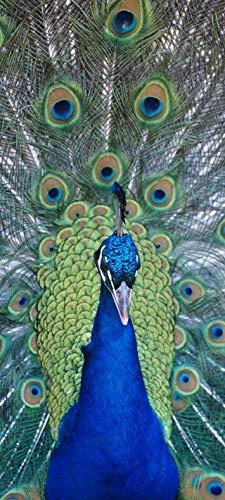 Bilderdepot24 Türtapete selbstklebend Pfau 90 x 200 cm - einteilig Türaufkleber Türfolie Türposter - Tier Vogel Fasan Feder Pfauenauge Peacock Tierbild