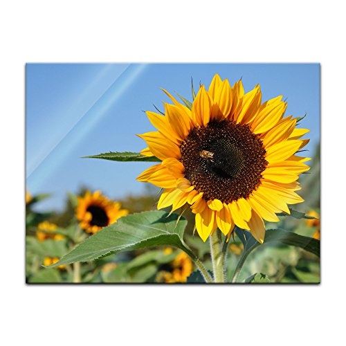 Glasbild - Sonnenblume mit Biene - 60 x 40 cm - Deko Glas...