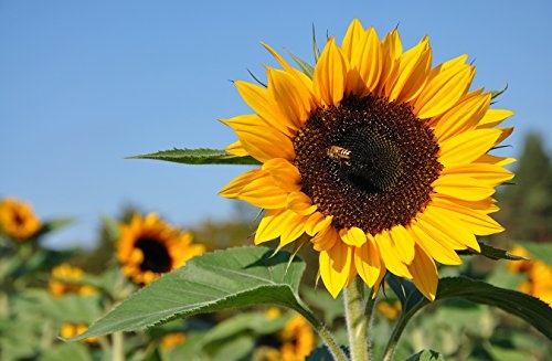 Vlies Fototapete - Sonnenblume mit Biene - 230x150 cm -...