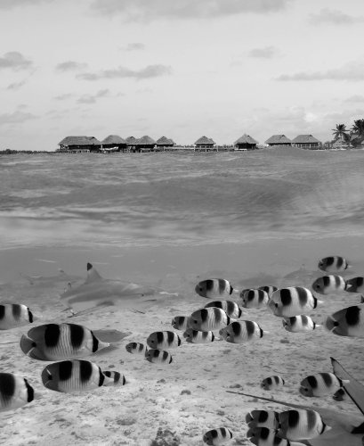 Bilderdepot24 Vlies Fototapete - Hai und Fische in Bora Bora - Französisch-Polynesien - schwarz Weiss - 100x120 cm - mit Kleister - Poster - Foto auf Tapete - Wandbild - Wandtapete - Vliestapete
