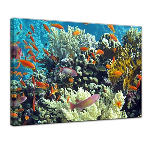 Keilrahmenbild Unterwasserwelt III - 120x90 cm Bilder als Leinwanddruck Fotoleinwand Tierbild Leben im Meer - Meeresbewohner - Korallenriff mit Fischen