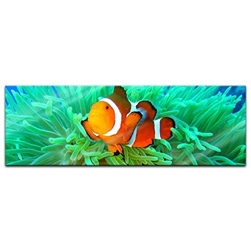Glasbild - Nemo Found - 90 x 30 cm - Deko Glas - Wandbild...