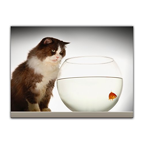 Keilrahmenbild Katze am Goldfischglas - 120x90 cm Bilder als Leinwanddruck Fotoleinwand Tierbild Haustiere - Fisch - Katze beobachtet ihre Beute