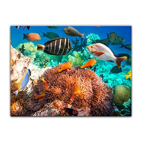 Keilrahmenbild Unterwasserwelt - 120x90 cm Bilder als Leinwanddruck Fotoleinwand Tierbild Leben im Meer - Meeresbewohner - Korallenriff mit Fischen