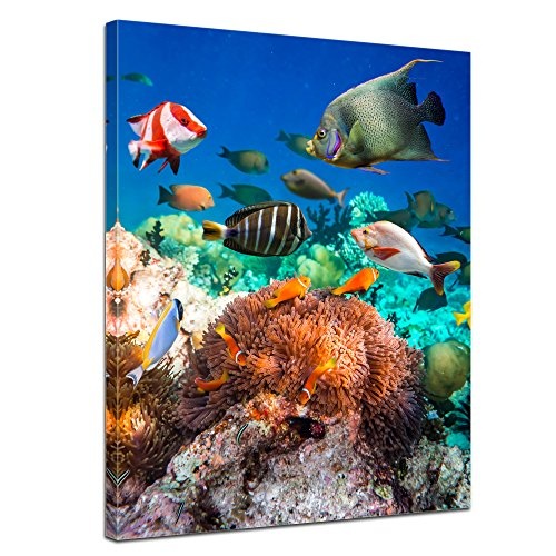 Keilrahmenbild Unterwasserwelt - 90x120 cm Bilder als Leinwanddruck Fotoleinwand Tierbild Leben im Meer - Meeresbewohner - Korallenriff mit Fischen