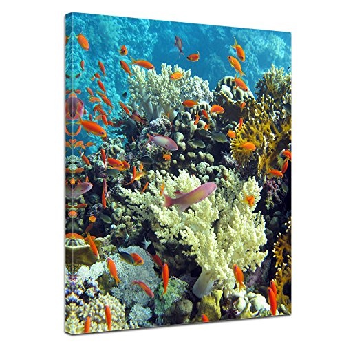 Keilrahmenbild Unterwasserwelt III - 90x120 cm Bilder als Leinwanddruck Fotoleinwand Tierbild Leben im Meer - Meeresbewohner - Korallenriff mit Fischen