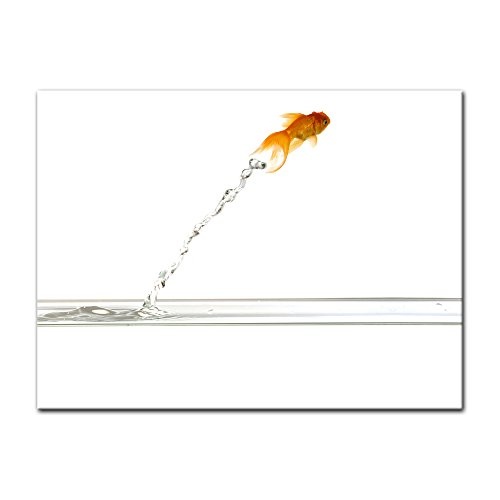 Keilrahmenbild - Springender Goldfisch - Bild auf Leinwand - 120x90 cm einteilig - Leinwandbilder - Tierwelten - Asien - Fisch mit Schleierschwanz - orangener Fächerschwanz