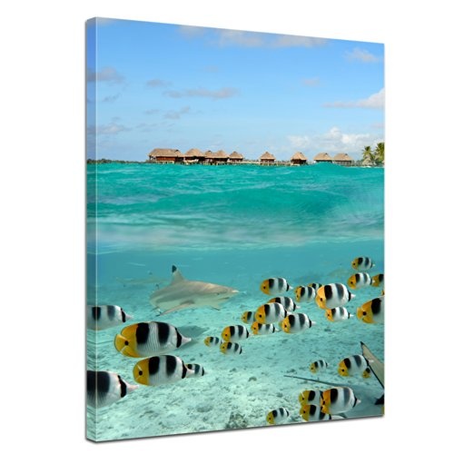 Keilrahmenbild - Hai und Fische in Bora Bora - Französisch-Polynesien - Bild auf Leinwand - 90x120 cm - Leinwandbilder - Urlaub, Sonne & Meer - Paradies - Unterwasser