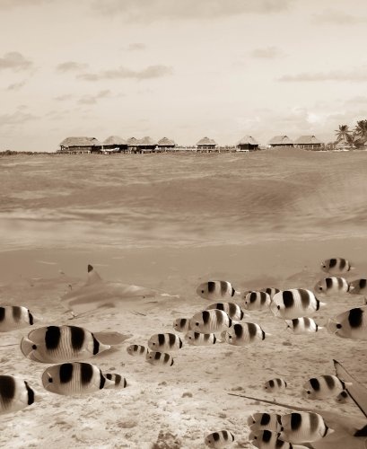 Fototapete selbstklebend Hai und Fische in Bora Bora - Französisch-Polynesien - sephia 180x220 cm - Wandtapete - Poster - Dekoration - Wandbild - Wandposter - Bild - Wandbilder - Wanddeko