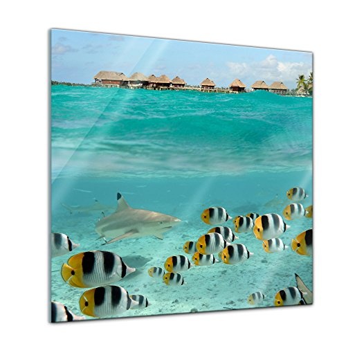 Glasbild - Hai und Fische in Bora Bora - Französisch-Polynesien - 20x20 - Deko Glas - Wandbild aus Glas - Bild auf Glas - Moderne Glasbilder - Glasfoto - Echtglas - kein Acryl - Handmade