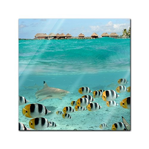 Glasbild - Hai und Fische in Bora Bora -...