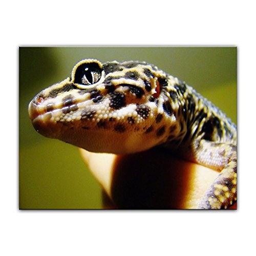 Keilrahmenbild - Echse - Bild auf Leinwand - 120 x 90 cm - Leinwandbilder - Bilder als Leinwanddruck - Tierwelten - Wildtiere - Kleiner Leopardengecko