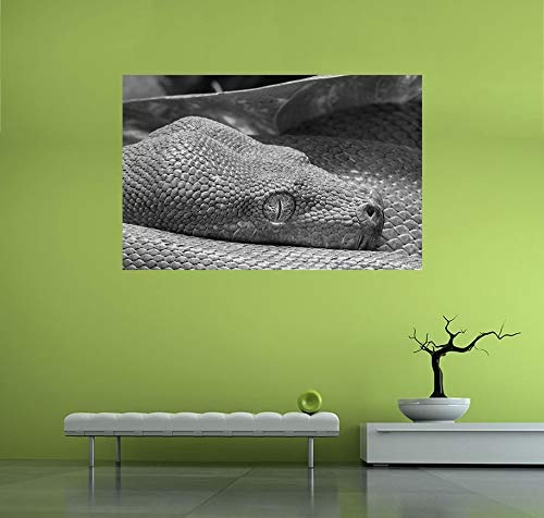 Fototapete selbstklebend Grüne Python - schwarz weiß 100x65 cm - Wandtapete - Poster - Dekoration - Wandbild - Wandposter - Bild - Wandbilder - Wanddeko