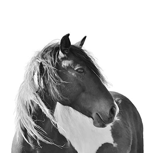 Fototapete selbstklebend Pferd Portrait - schwarz...