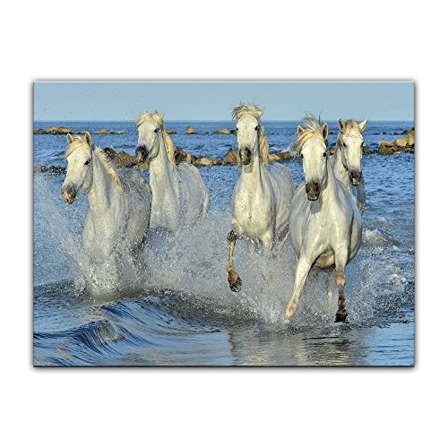 Wandbild weiße Pferde in Camargue - Frankreich - 80x60 cm Bilder als Leinwanddruck Fotoleinwand Tierbild Reittier - galoppierende Pferde am Strand