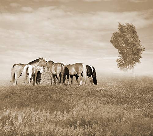 Bilderdepot24 Vlies Fototapete - Pferde auf der Weide -...