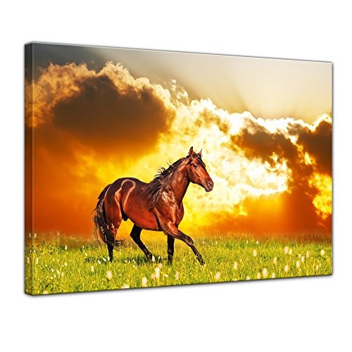 Wandbild Pferd auf Einer Wiese - 70x50 cm Bilder als Leinwanddruck Fotoleinwand Tierbild Reittier - braunes Pferd vor Einem Sonnenuntergang