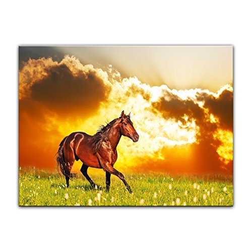 Wandbild Pferd auf Einer Wiese - 70x50 cm Bilder als Leinwanddruck Fotoleinwand Tierbild Reittier - braunes Pferd vor Einem Sonnenuntergang