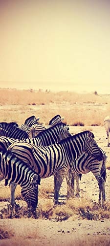 Türtapete selbstklebend Zebras im Sonnenuntergang Vintage 90 x 200 cm - einteilig Türaufkleber Türfolie Türposter - Tier gestreift schwarz Weiss Pferd Streifenmuster Afrika Wildtier Tierbild