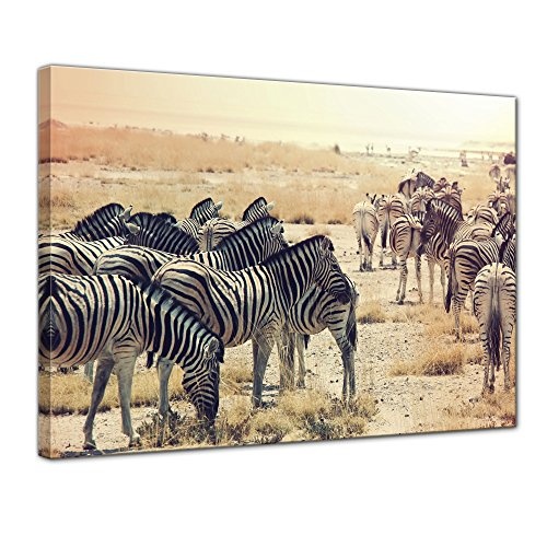 Wandbild - Zebras im Sonnenuntergang - Bild auf Leinwand...