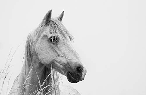 Fototapete selbstklebend Weißes Pferd - Schimmel - schwarz weiß 100x65 cm - Wandtapete - Poster - Dekoration - Wandbild - Wandposter - Bild - Wandbilder - Wanddeko