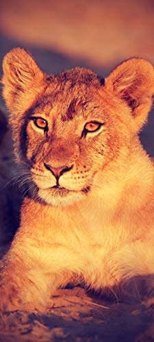 Bilderdepot24 Türtapete selbstklebend Afrikanisches Löwenbaby Vintage 90 x 200 cm - einteilig Türaufkleber Türfolie Türposter - Tier Afrika Raubkatze Raubtier Tierbild Savanne Baby Löwe