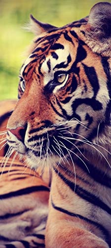 Bilderdepot24 Türtapete selbstklebend ruhender Tiger Vintage 90 x 200 cm - einteilig Türaufkleber Türfolie Türposter - Raubkatze Großkatze Asien Streifenmuster Tier Wildnis