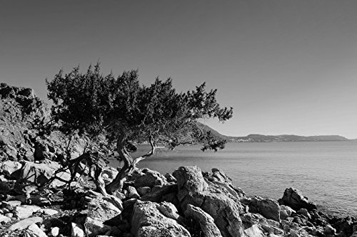 Bilderdepot24 Vlies Fototapete - Mediteraner Baum - Rhodos Griechenland - schwarz Weiss - 225x150 cm - mit Kleister - Poster - Foto auf Tapete - Wandbild - Wandtapete - Vliestapete