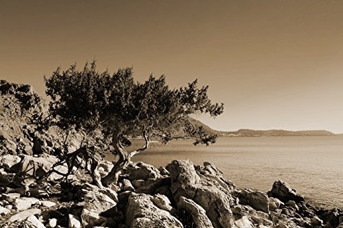 Fototapete selbstklebend Mediteraner Baum - Rhodos...
