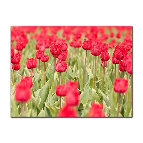 Keilrahmenbild - Tulpenfeld - Bild auf Leinwand - 120x90 cm einteilig - Leinwandbilder - Pflanzen & Blumen - Feld mit Blumen - rote Tulpen - Holland